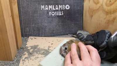 Finding a 12 million years old Crab inside a rock