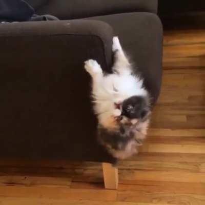 Catnip is a helluva drug