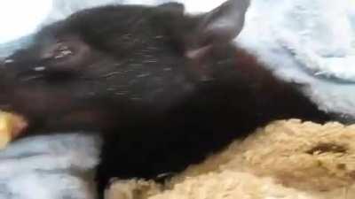 Fruit bat eating a banana