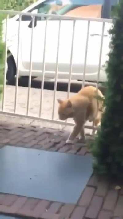 Look what the cat dragged in