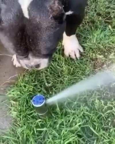 This dog drinking
