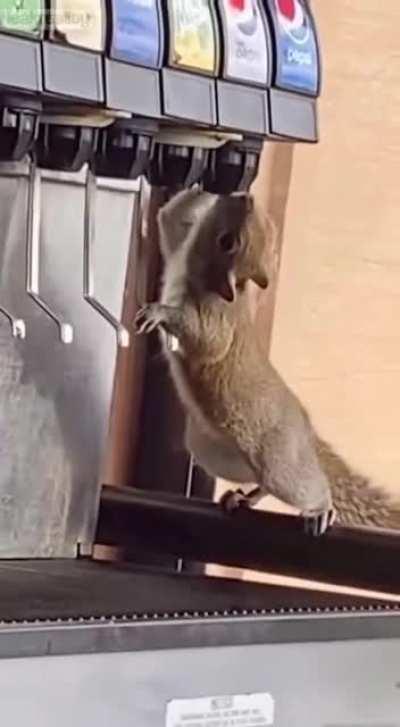 No longer famous, and addicted to sweets, Rocky Squirrel turned to crime.