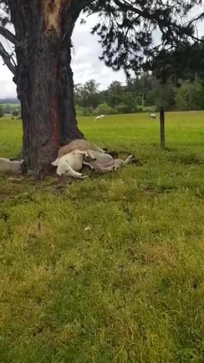 Lightning strike kills sheep sleeping under a tree.