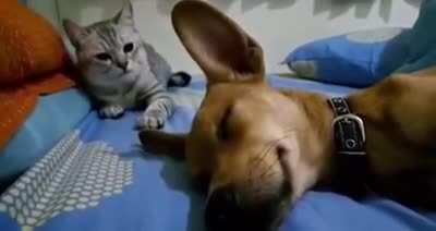 Dog farts while asleep, cat proceeds to take action