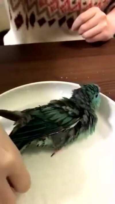 birbshower