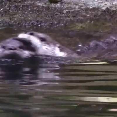 Otter Mom Teaches Her Baby How To Swim