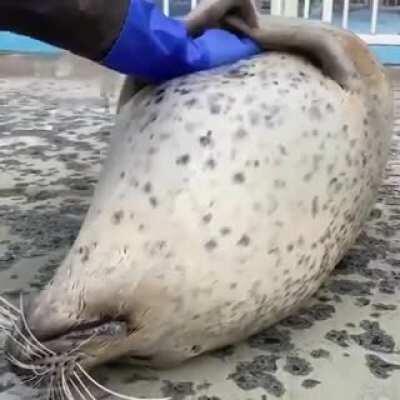 Pet the damn dog (sea edition)