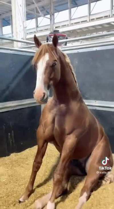 Bojack Horseman contemplating life