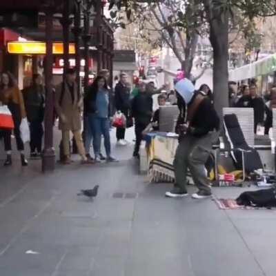I will never tire of watching this clip of a pigeon rocking out with a street musician