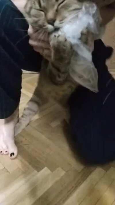 Kitten has her mittens around a kartoshka