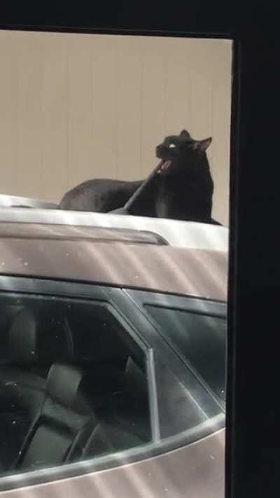 Um. Excuse me kitty. Don’t do that.