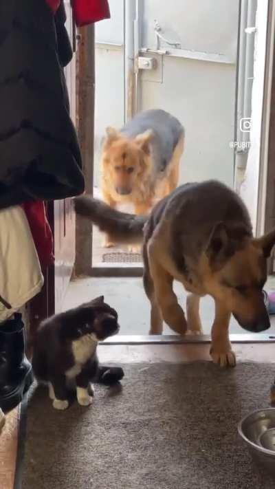 3 German Shepherds Bring Home A Stray Cat
