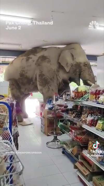 Elephant politely robs grocery store in Thailand