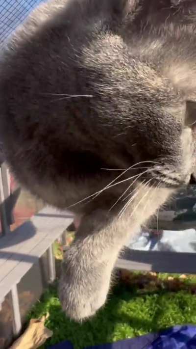 Full catio enjoyment