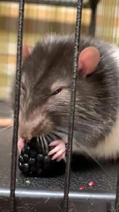 my sweet bald boy eating a blackberry 🖤