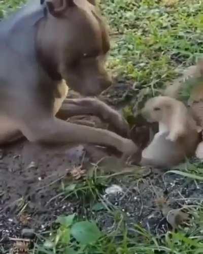 what could go right dog gifs. seriously mate. Fuck off already