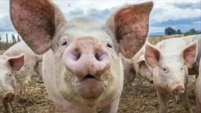 Ce mamifer e ultimul?