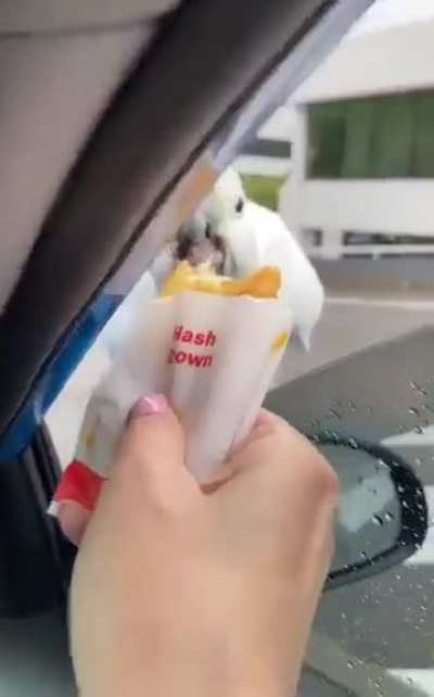 Offering food to a bird