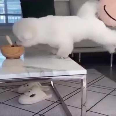 Short legs trying to steal my food lol