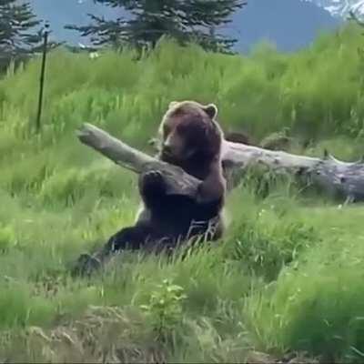 Bear’s BFF is a log