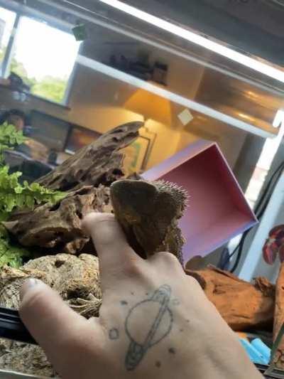 Iâm aware that sheâs likely just starting to shed and is itchy but this melted my heart ð¥°ð¥°ð¥°ð¥°