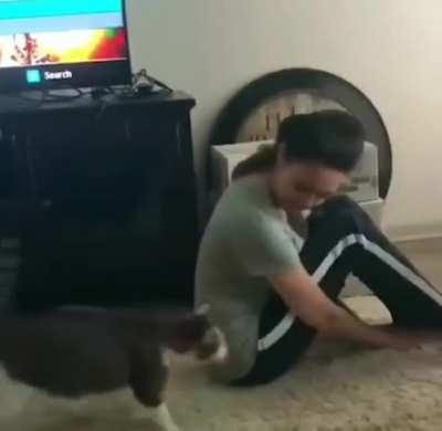 Kitty see, kitty do.