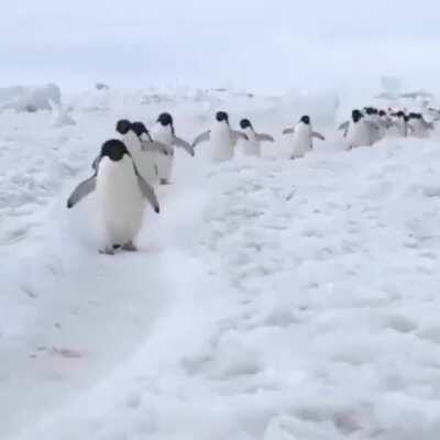 Just penguins walking