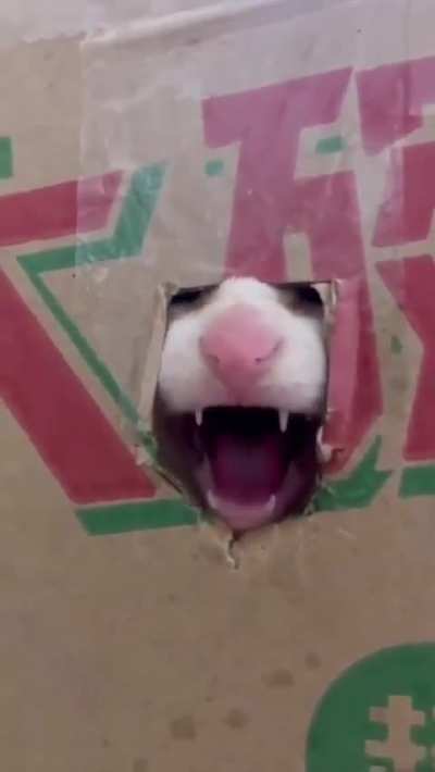 Khajiit sells skooma from his hole-in-the-wall store, if you have coin.