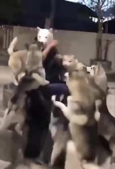 Put a dog mask on and all the doggos will want to meet the big new doggo