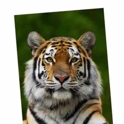 You can see the resemblance of the cats in the Cat family (also know as "Felidae")