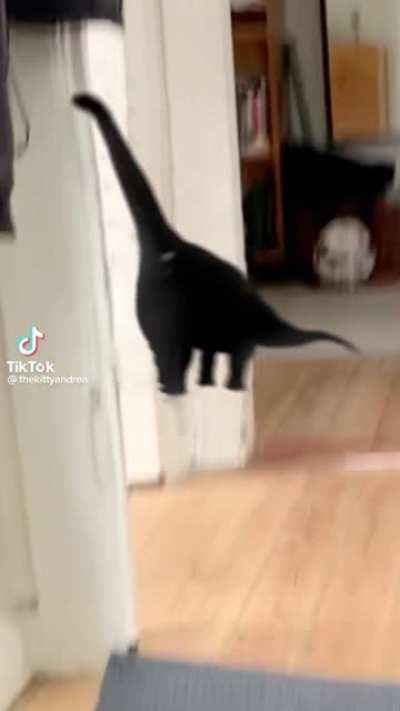 New species of long neck discovered