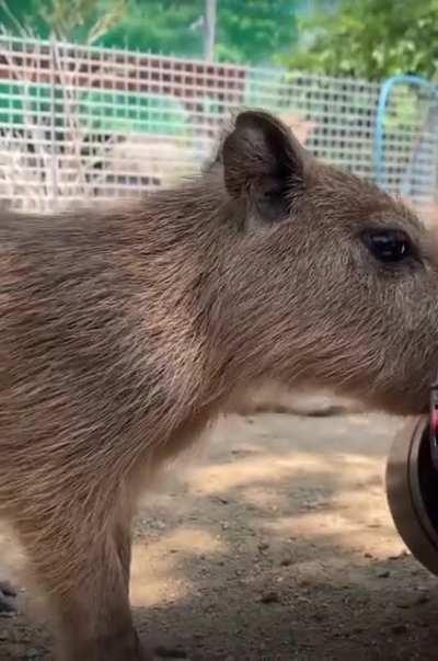 Super cute baby Capy