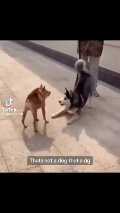 [Fluff] Doge in Real Life