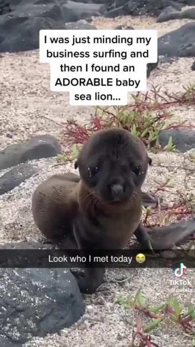 a baby sea lion