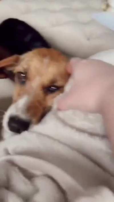 This is how human love changed the life of an adopted dog.