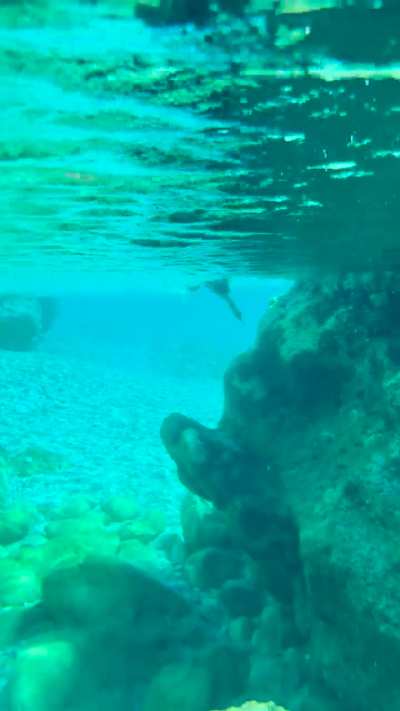 Accidental encounter with a European Shag, Karpathos - Greece