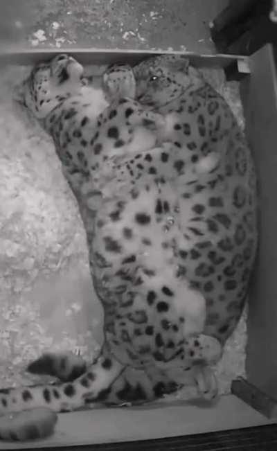 Snow leopards cuddling on a cold winter's night