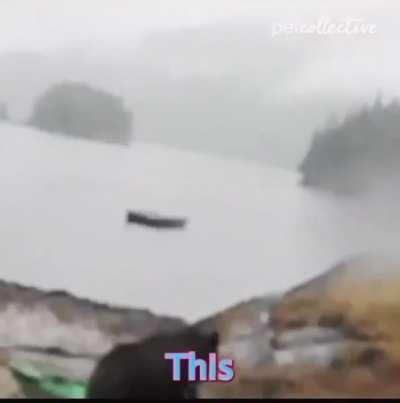 Bear vs Lady and Kayak