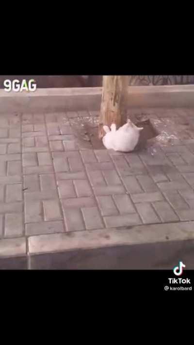 Fate haz ejercicio weeee