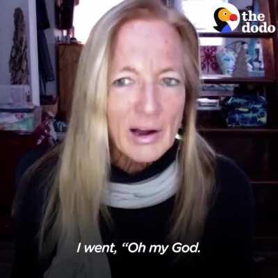 Whales are my new favorite sea creatures