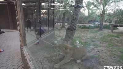 Tiger tug-o-war! Zoo gives visitors the chance to test their strength