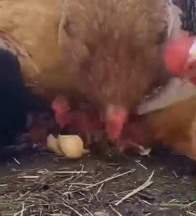 Chickens are omnivores and cannibals