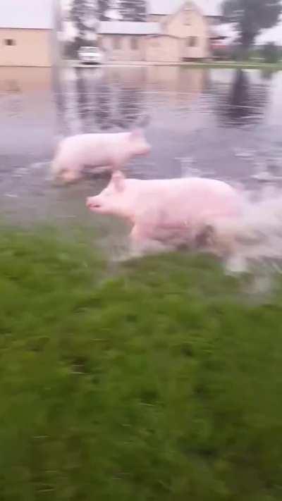Semi-big boyes enjoying splishplash
