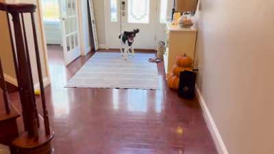 Oh, we’re doing “do you want to go for a walk” videos? Maddie would like to join!