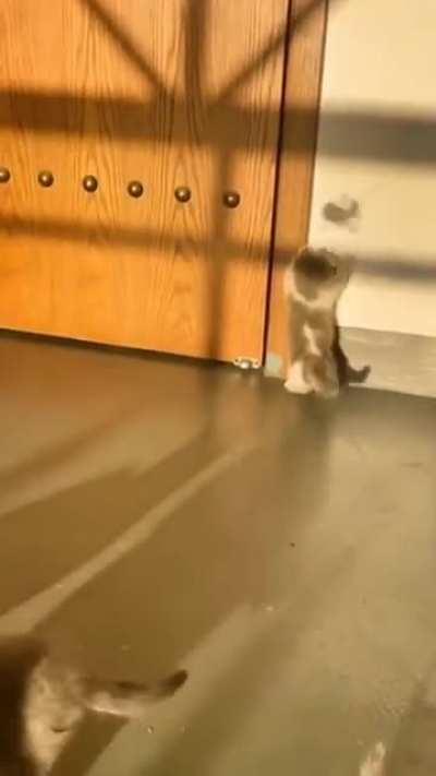 Whenever I see a Mirage decoy