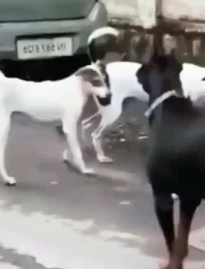 Every body's gangsta until local boi bites ya