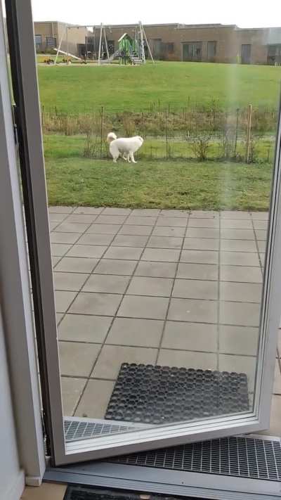 Caught Pluto chasing his tail. Seems like he got a bit dizzy at the end 