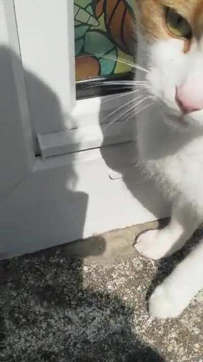 *YOU .. SHALL NOT .. PASS* Jerry, our community sassy Marmalade mugging me for a treat as I head to work. You're strolling along, then suddenly your ankles are being tapped and you suffer the incessant yelling.. You've been Jerry'd.. 😻🧡