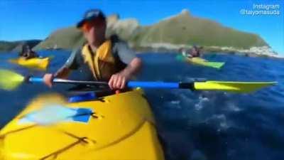 🔥 Seal slaps a kayaker in the face with an octopus