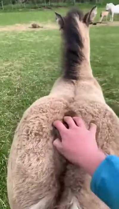 Bum scratches are life